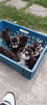 Sibírsky husky ❤️❤️ - 6