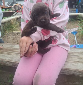 Šteniatka labradora - 6