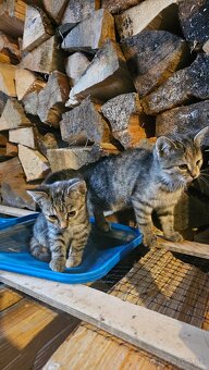 Darujem 2 mačiatka - 6