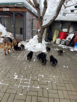 Nemecký ovčiak - 6