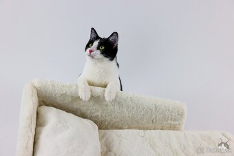 INKY hľadá domov - 6