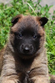 Belgický ovčiak - Malinois s PP, iba sučky - 6