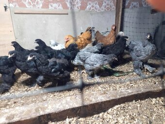 brahmanky, brahman, brahmanka velka - 6