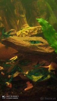 Tylomelania a Neocaridina - 6