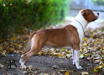 Psík Atrey 🐶 Americký Stafordšírsky teriér s PP 🐾 🩵 - 6