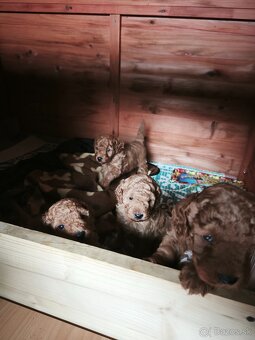 toy pudel - 6