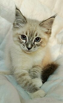 Ragdoll bez PP - 6