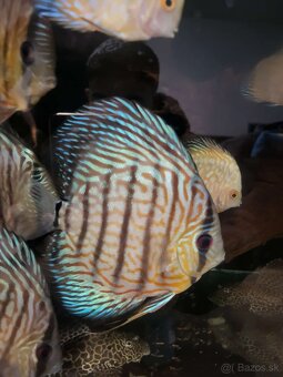 Tercovce,discusy - 6