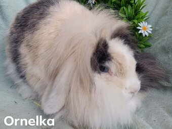 DARUJEM dospelé zakrslé králiky samičky - 6