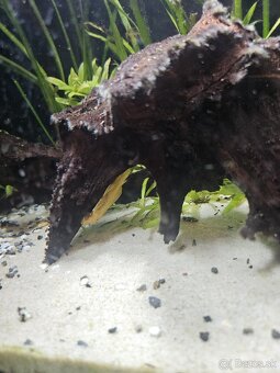 Aqvarium juwel Rio 125 + skrinka - 6