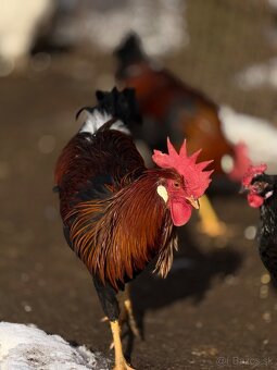 Predám mladé kohúty - 6