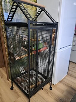 Predám Amazoňan Žltolíci -  Amazona Autumnalis - 6