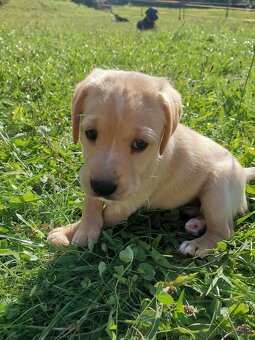 Šteniatka labradora x zlatého retrívra hľadajú domov - 6