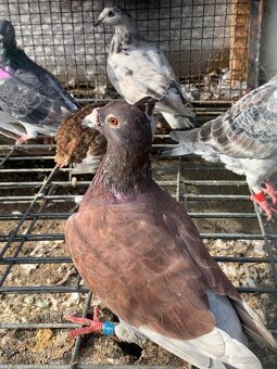 Predám holuby - 6