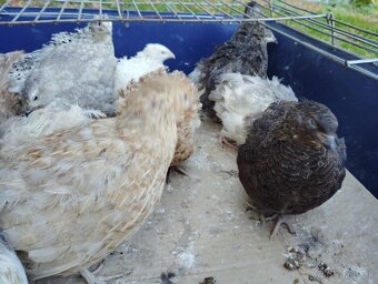 Predám japonské prepelice - 6