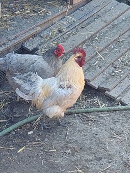 Kohúti paduan tricolor, ameraucana, hedemora - 6