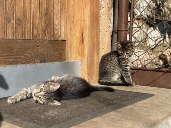 Darujem mačiatka - 6