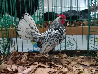 Zdrobnelá hempširka, sebritka - 6