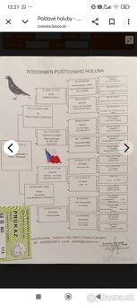 Poštové holuby - 6