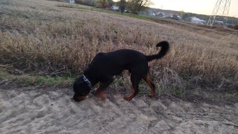 Rottweiler, rotvajler - 6