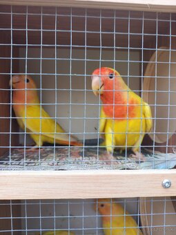 Agapornis ružovohrdlý - 6