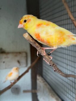 Predám kanárikov a mexických hýľov - 6