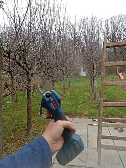 Rez (strihanie) ovocnych stromov - 6