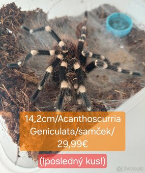 Sklípkani, Tarantule, Pavúky, Vtáčkare - 6
