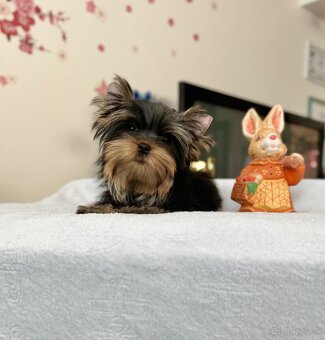 Yorkshire terrier, jork, jorksirsky terrier s PP - 6
