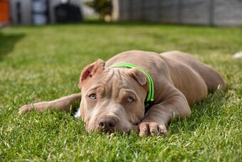 Šteniatka American Bully XL s pp na predaj - 6