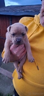 American Bully - 6