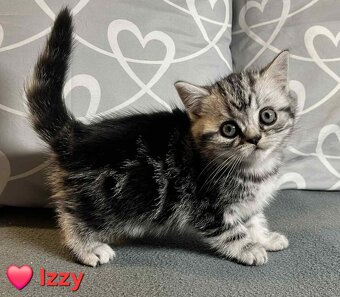 Britské whiskas mačiatka s PP - 6