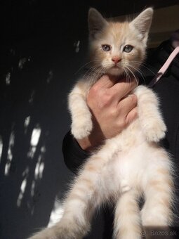 Perzské mačiatko - 6