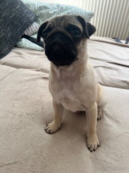Mops - 6
