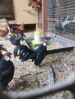 Bantamka,hempsir,sasex - 6