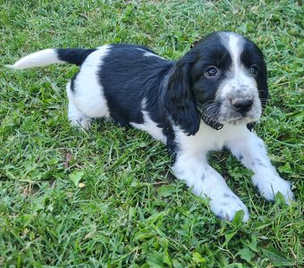 Anglický springerspaniel.. - 6