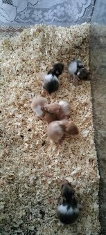 Sýrsky škrečok - 6