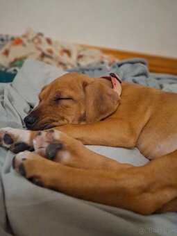 Predám šteniatko fenku - 6