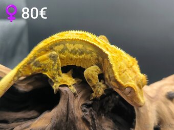 PAGEKON RIASNATY - 6