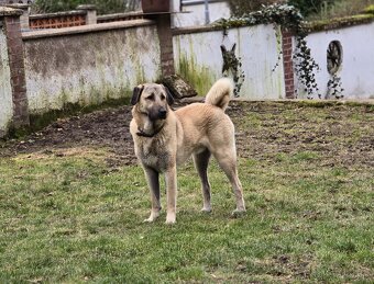 Kangal štěňata - rezervace - 6