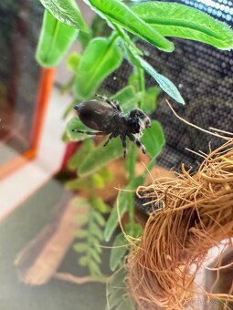 Phidippus regius / Skákavka kráľovská - 6