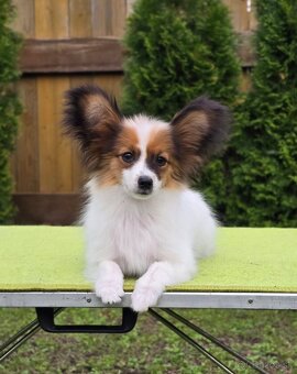 Papillon s rodokmeňom FCI - 6