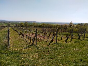 Pozemok - Vinice Čajkov - Sádovské - 6