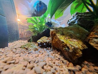 Akvárium juvel 125 - 6