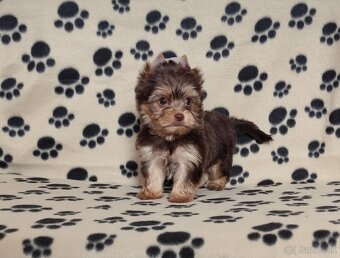 Choco,Čoko Yorkshire terrier - 6