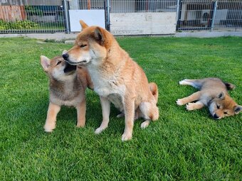 Shiba inu psýk s PP - 6