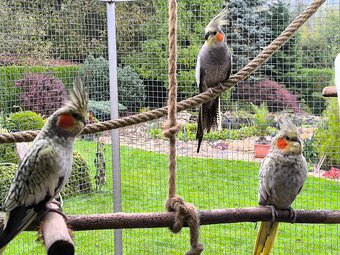 Predám korely výstavný typ - 6