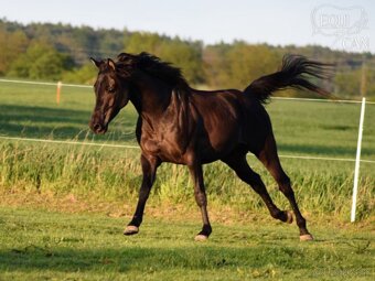 Princezná na predaj - 6