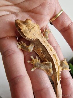 Rhacodactylus cilliatus - 6