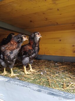 Araucana - 6